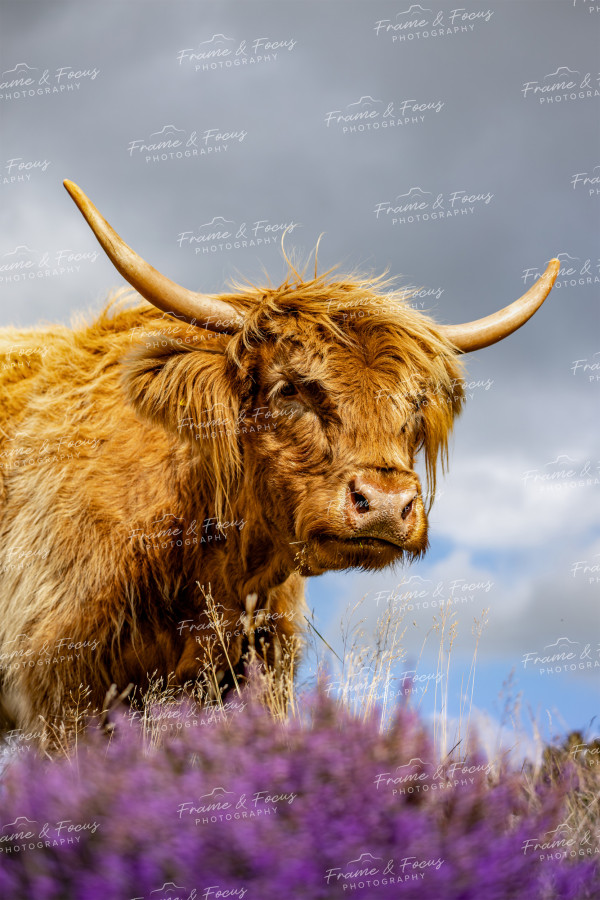 To buy a print or any of the below please click on the images